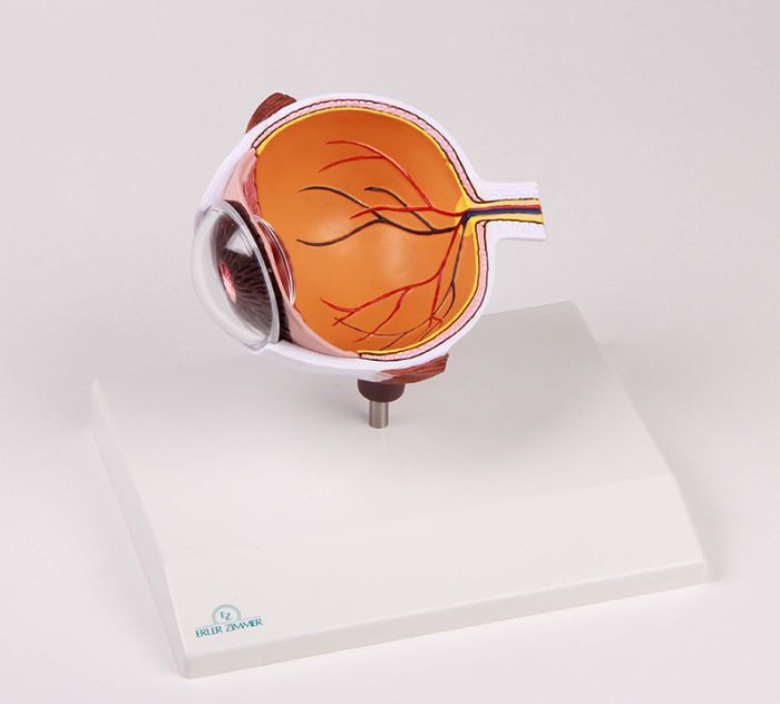Augenhälfte vergrößert - EZ Augmented Anatomy, Bestellnummer F50, Erler-Zimmer
