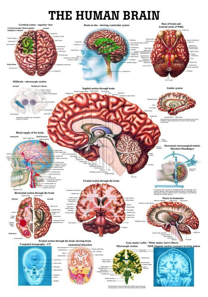 The Human Brain, englisch, 70x100 cm, laminiert, Bestellnummer CH14/L, Rüdiger-Anatomie