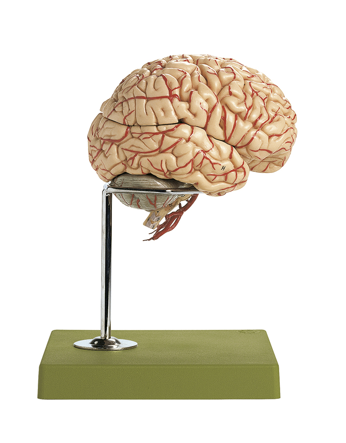 Gehirn mit Arterien, Bestellnummer BS 23/1, SOMSO-Modelle