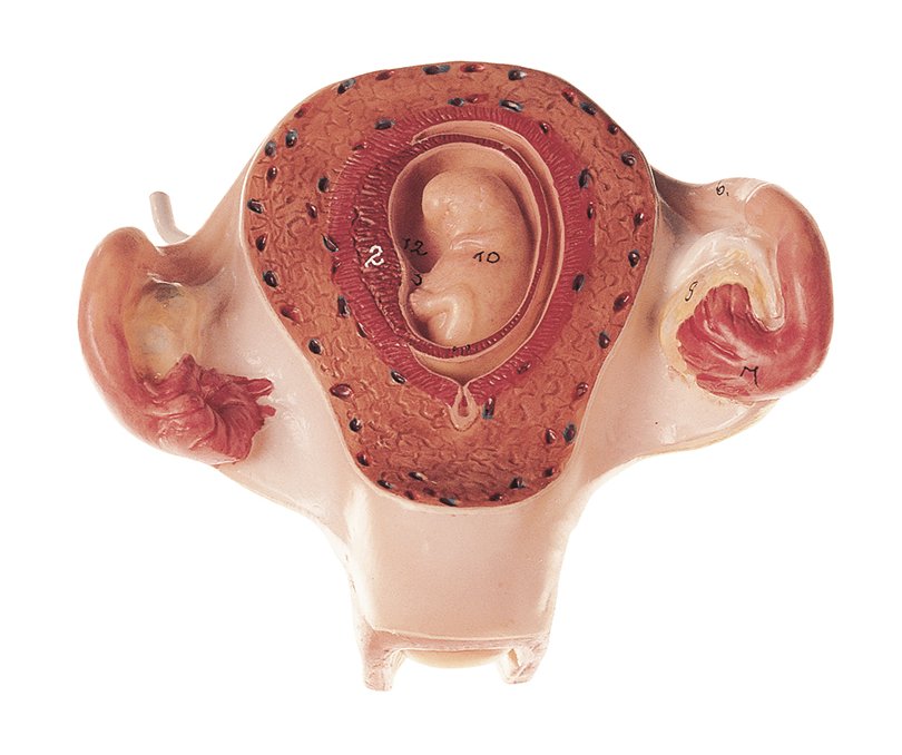 Uterus mit Embryo im 2. Monat, Bestellnummer MS 12/2, SOMSO-Modelle