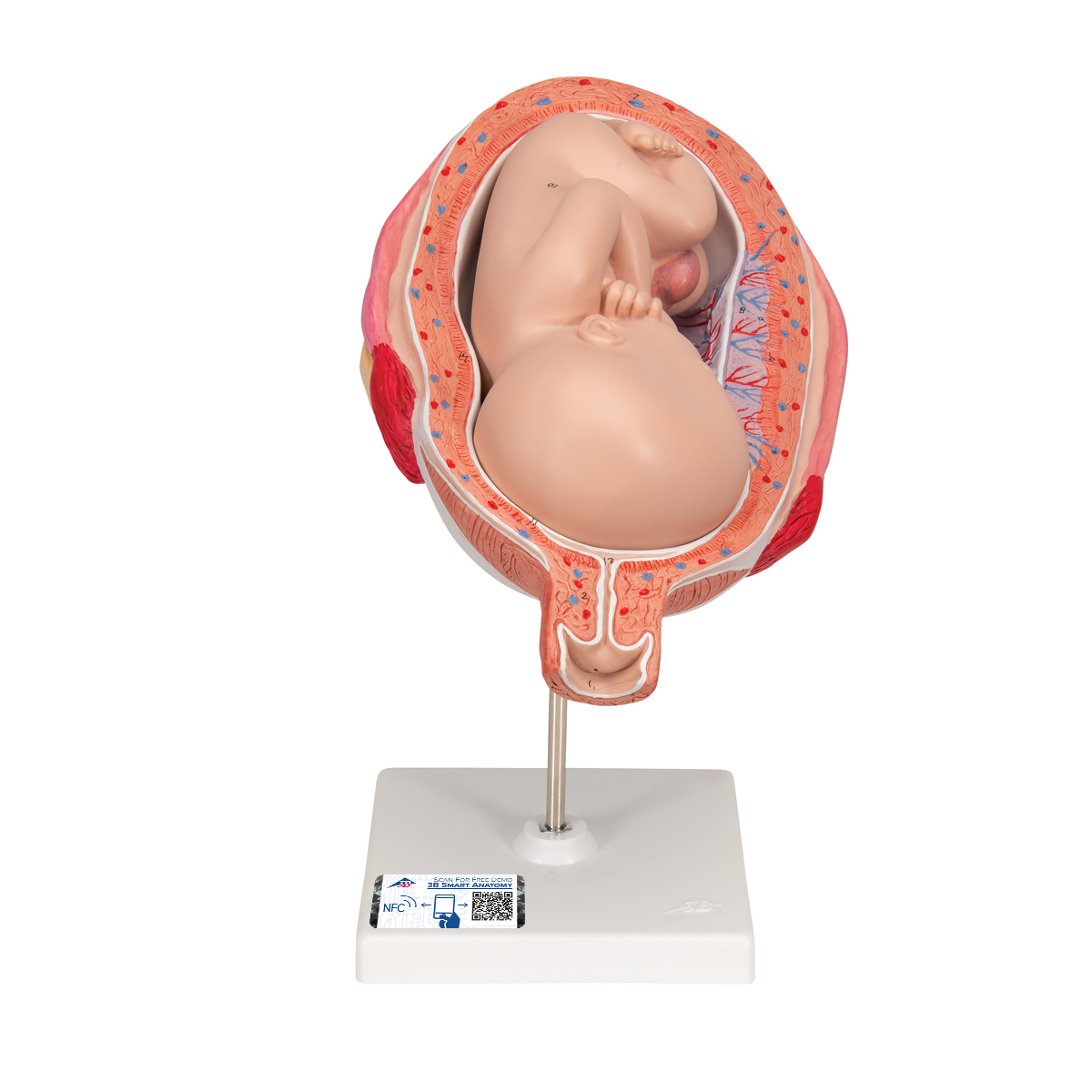 Fetus Modell, 7. Monat - 3B Smart Anatomy, Bestellnummer 1000329, L10/8, 3B Scientific