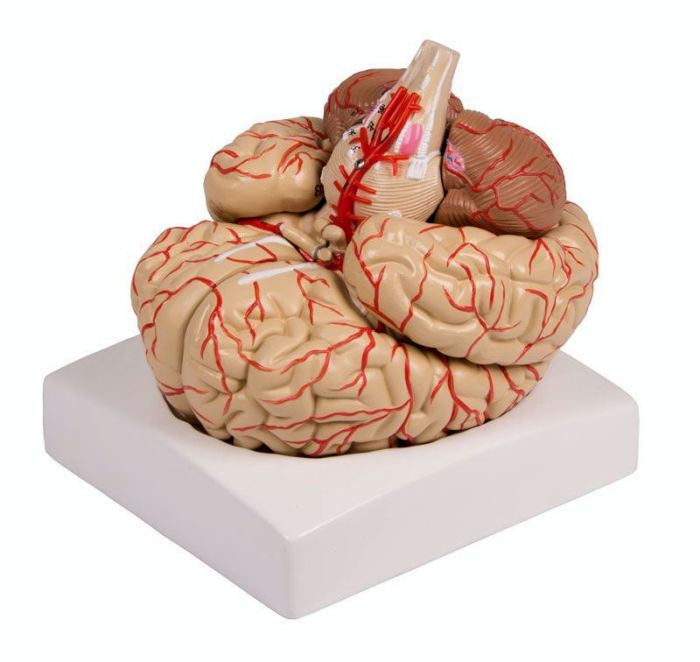 Gehirnmodell, 9-teilig mit Arterien, Bestellnummer C220, Erler-Zimmer