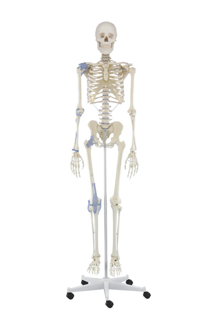 Skelett Otto mit Bandapparat, Bestellnummer 3004, Erler-Zimmer