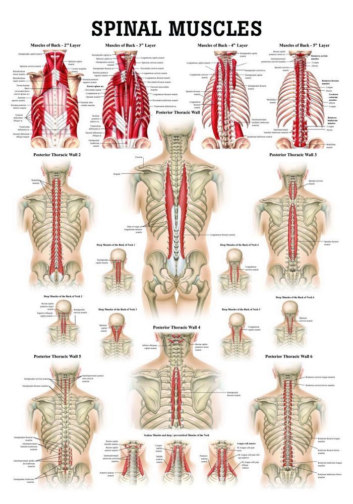 Muscles of Spine, englisch, 50x70 cm, Papier, Bestellnummer PO49/E, Rüdiger-Anatomie