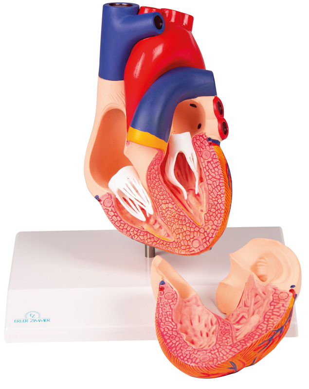 Herzmodell, natürliche Größe, 2 Teile - EZ Augmented Anatomy, Bestellnummer G310, Erler-Zimmer