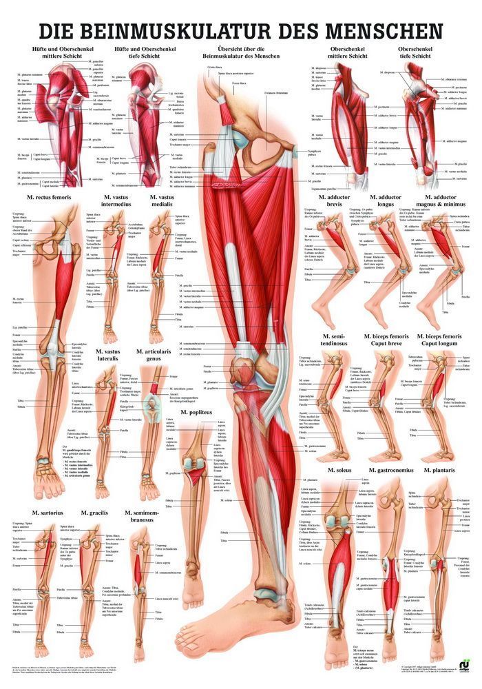 Beinmuskulatur des Menschen, 24x34 cm, laminiert, Bestellnummer MIPOTA56/L, Rüdiger-Anatomie