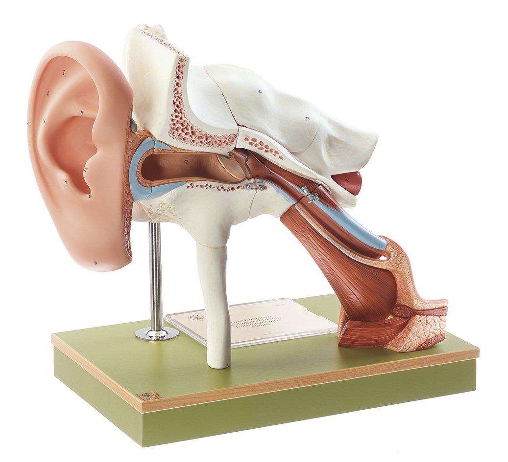 Gehörorgan mit Ohrmuschel, Bestellnummer DS 1, SOMSO-Modelle