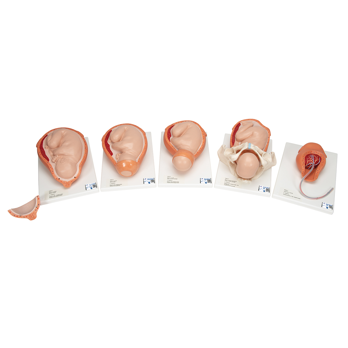 Geburtsstadien Modell - 3B Smart Anatomy, Bestellnummer 1001258, VG392, 3B Scientific