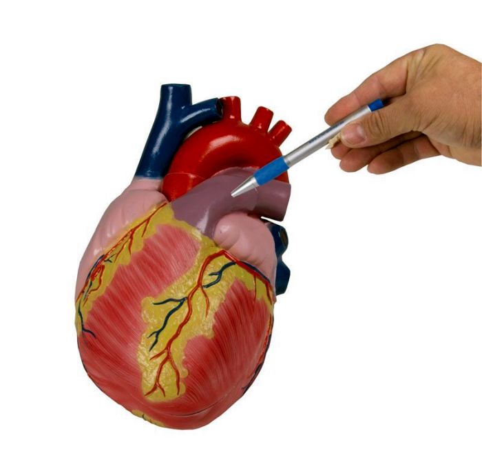 Großes Herzmodell, 3-fache Lebensgröße, 2 Teile - EZ Augmented Anatomy, Bestellnummer G254, Erler-Zimmer