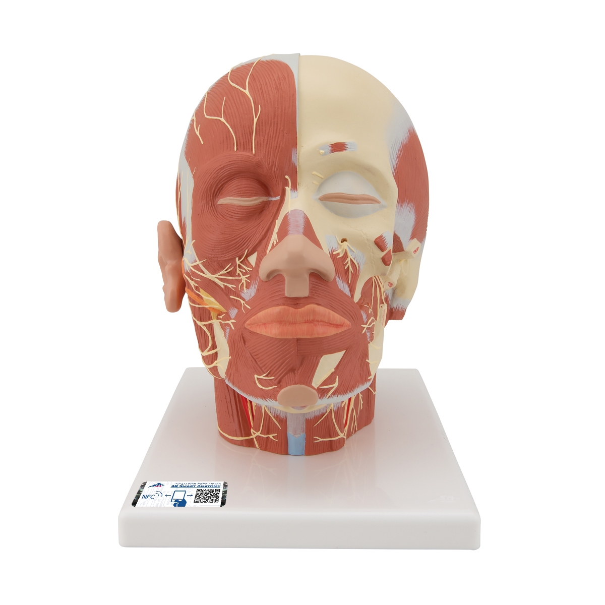 Kopfmodell mit Muskulatur & Nerven - 3B Smart Anatomy, Bestellnummer 1008543, VB129, 3B Scientific