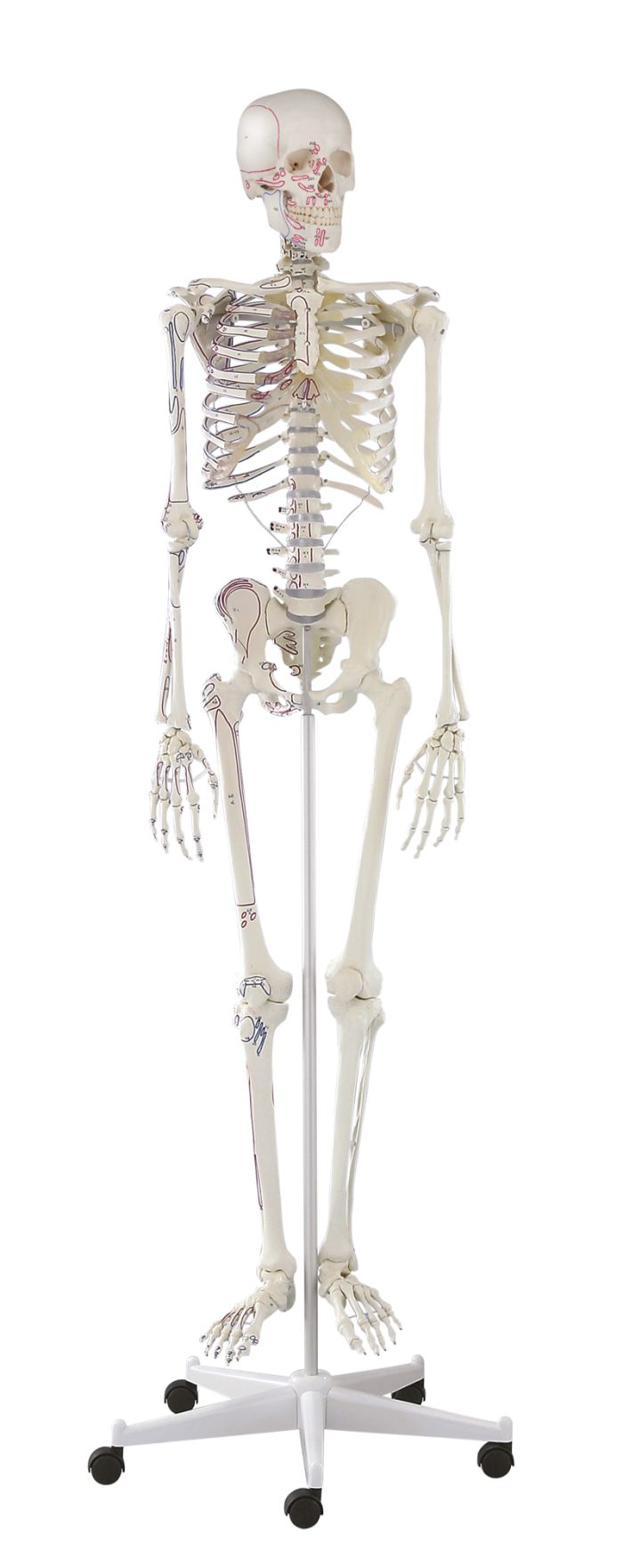 Skelett Arnold mit Muskelmarkierungen, Bestellnummer 3008, Erler-Zimmer