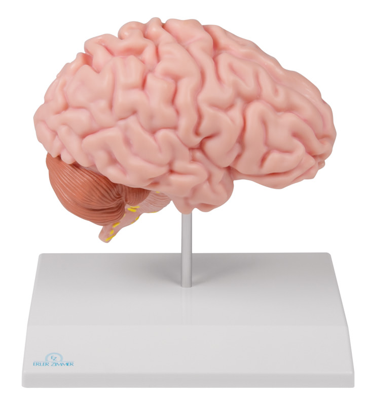 Anatomische Gehirnhälfte, lebensgroß - EZ Augmented Anatomy, Bestellnummer C915, Erler-Zimmer