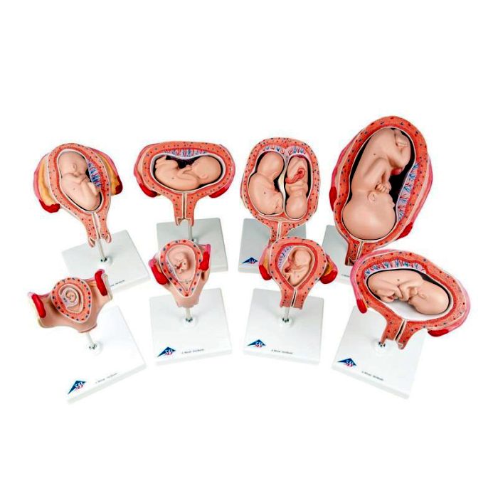 3B Scientific Schwangerschaftsserie, 8 Modelle